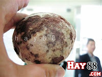Kỳ lạ chó ‘đẻ’ ra trứng | Maphim.net
