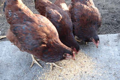 Keeping chooks in the backyard