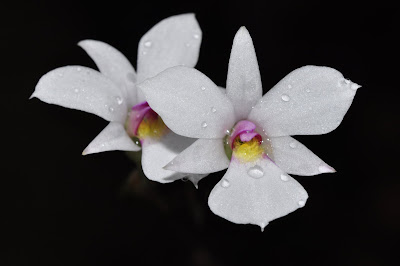 Dendrobium fytchianum care and culture