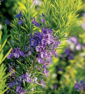 Rosemary Flower Images Photo Pictures