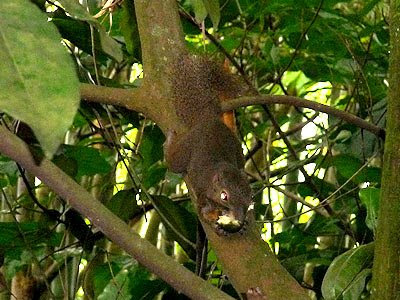 Plantain Squirrel, Callosciurus notatus