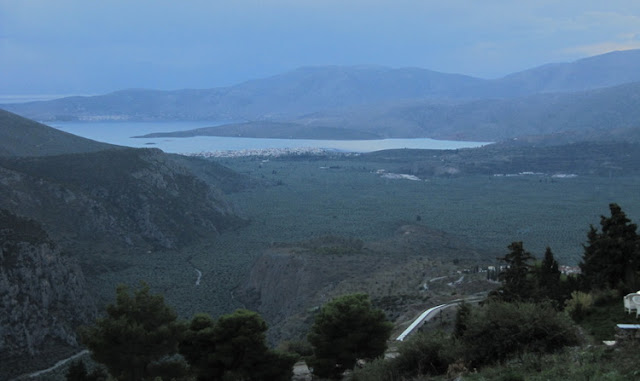 Mar de olivos en Delfos