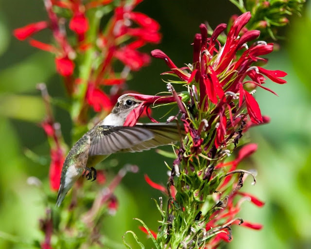 Hummingbird Attracting Flowers