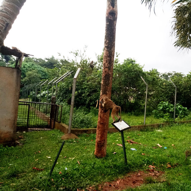 Weekend Tourism | Visit to the Mvog-Betsi Zoo Yaoundé cameroon, monkey