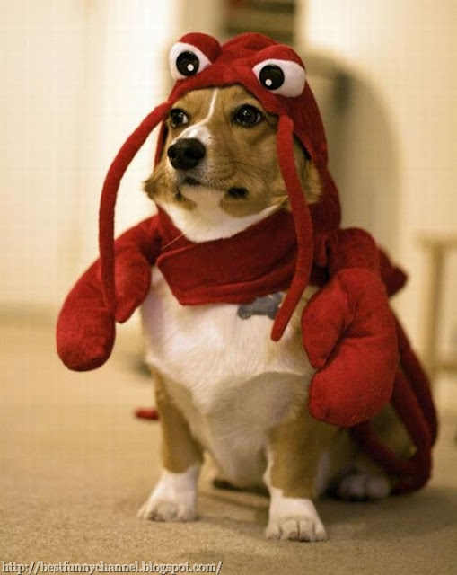 Dog dressed crab.