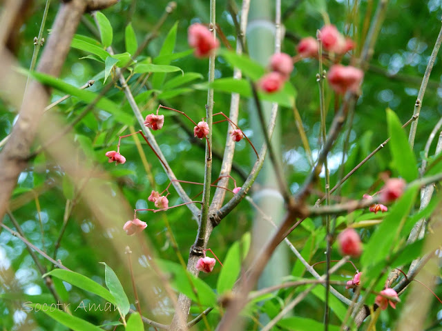 Euonymus hamiltonianus