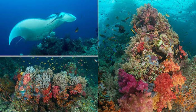 Misool, Tempat Penyelaman Terbaik Di Dunia  