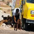 Repartidor de golosinas alimenta a los perritos de la calle y se vuelve viral [FOTOS]