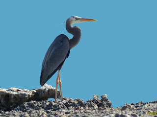 Grand héron - Ardea herodias