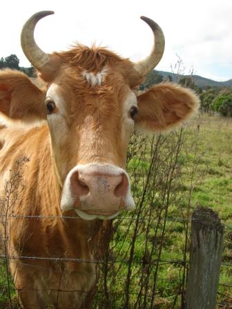 Friendly Cow