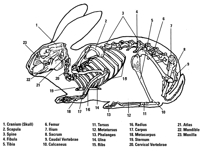 biology Kelinci  Lepus nigricollis 