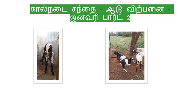 கால்நடை சந்தை - ஆடு விற்பனை - ஜனவரி பார்ட் 2