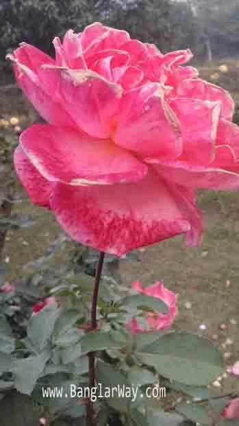 ফুলের ছবি ডাউনলোড