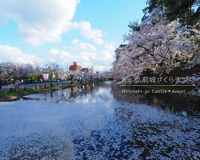 弘前城の桜