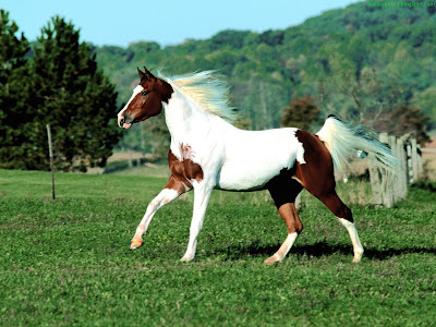 Horse Standard Resolution Wallpaper 31