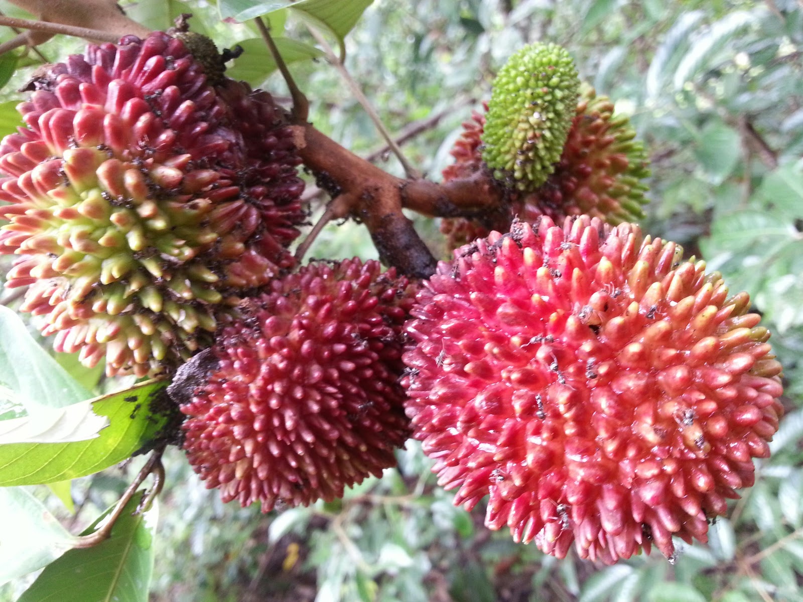 Rambutan, pulasan, dan durian ~ SuteraUngu87