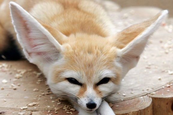 15 cutest endangered animals in the world, fennec fox
