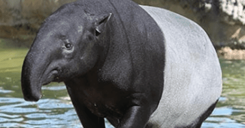 Erek Erek Tapir 2D 3D 4D (Arti dan Angka Mimpi Tapir ...