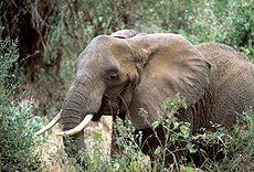 [230px-African_elephant.jpg]