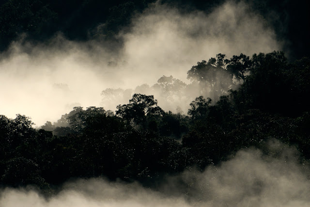 Green Pear Diaries, fotografía, Kalyan Varma, fotografía de vida salvaje