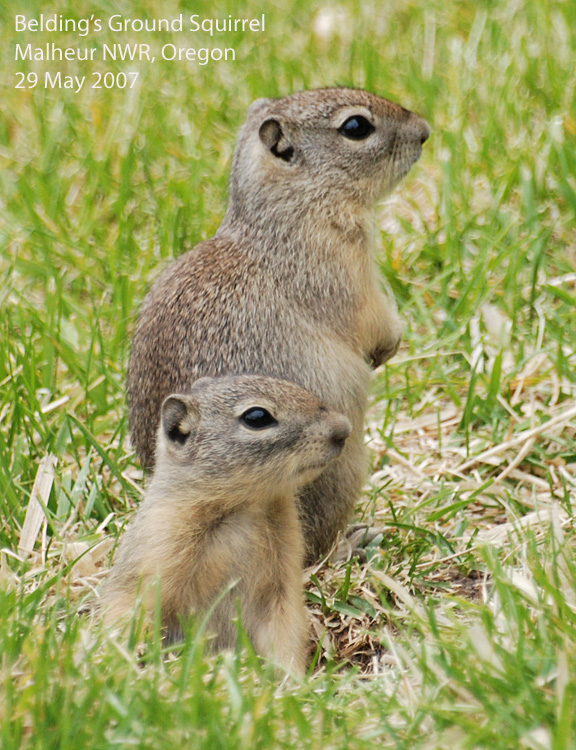 Northwest Nature Notes: SPRING IS THE TIME FOR GROUND SQUIRRELS