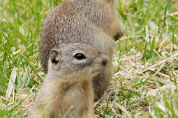 Northwest Nature Notes: SPRING IS THE TIME FOR GROUND SQUIRRELS