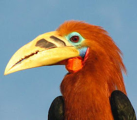 Rufous-necked hornbill - Aceros nipalensis