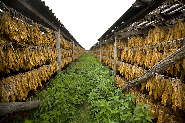 Why NIR Technology is Superior for Tobacco Moisture