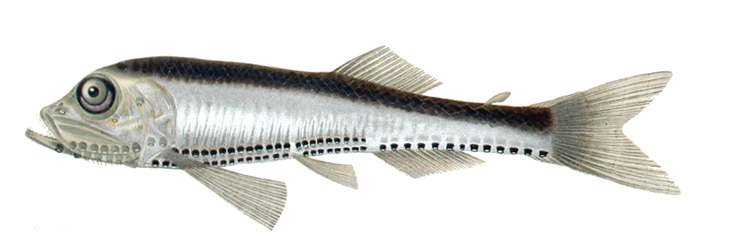Vinciguerria lucetia es un pez que pertenece a la familia Phosichthyidae. Esta especie es bioluminiscente, con dos hileras de pequeños fotóforos a lo largo de su cuerpo. Habita en la zona tropical del Indo Pacífico, donde hace migraciones todos los días.