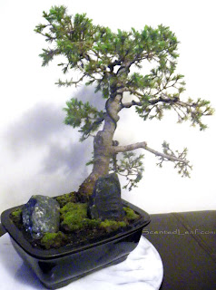 Pyramidal Dwarf Alberta Spruce bonsai