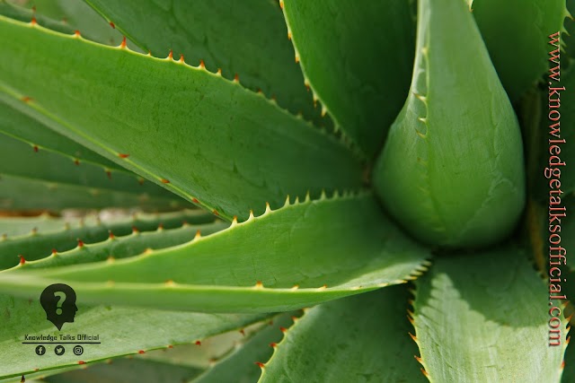 घर पर कैसे बनाएं एलो वेरा जेल | How To Make Aloe Vera Gel At Home | Hindi