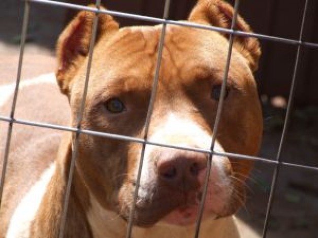 Valiente perro pitbull mata a ladrón en Sonora