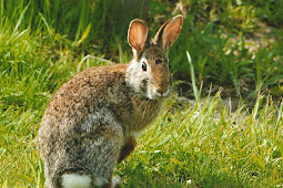 Rabbits Cute rabbits in photos