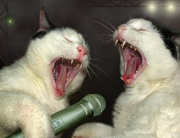 Singing Cats that will make you Smile  Super Meow Meow