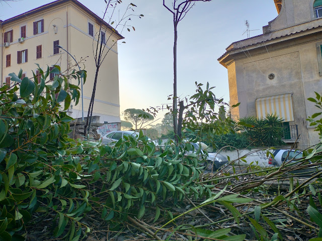 devastazione  verde al Tufello a Roma