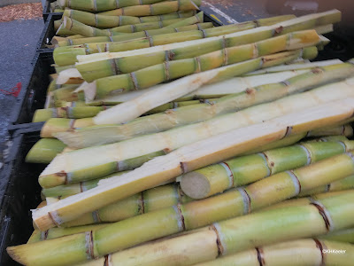 sugar cane, Saccharum officinarum
