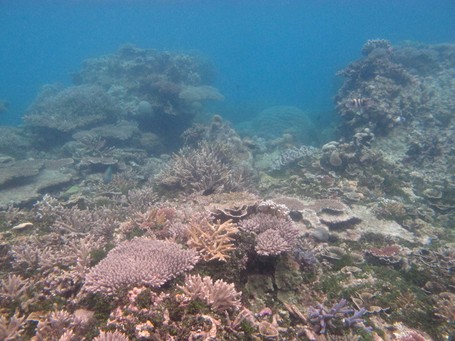 Terumbu Karang Karimunjawa