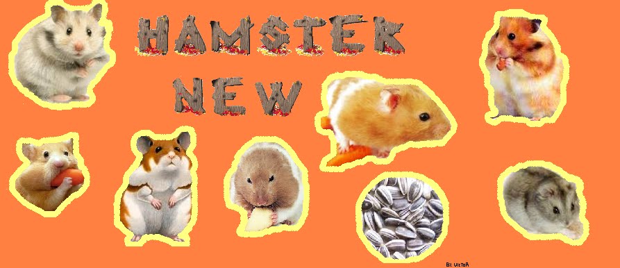 Hamster New