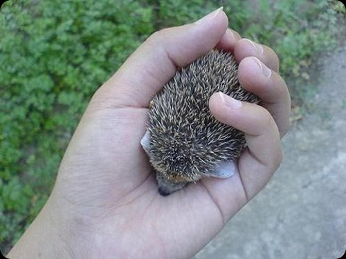 cute-hedgehog0019