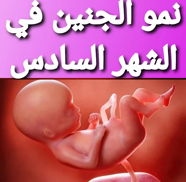 نمو الجنين في الشهر السادس من الحمل