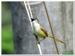 20110424_102653_018_TianLiaoyang