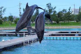 pair of dolphins, jumping out of water