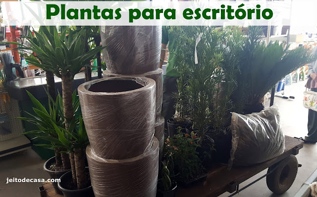 plantas- para -ambientes-comerciais