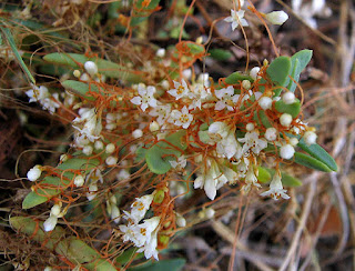 Cuscuta pacifica