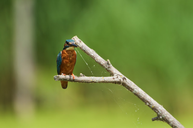Common Kingfisher छोटा किलकिला, राम चिरैया, शरीफन, निता मछराला  (Alcedo atthis)