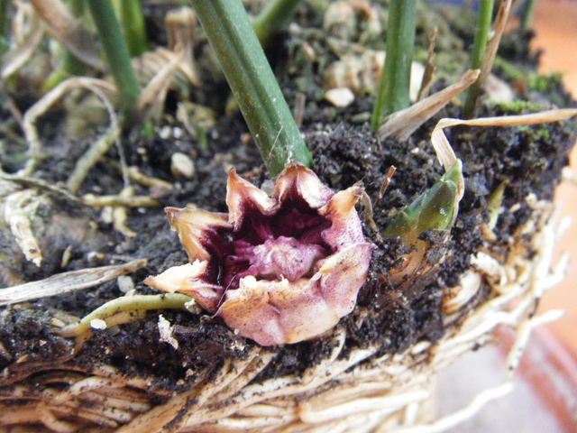 2010_03260004.JPG