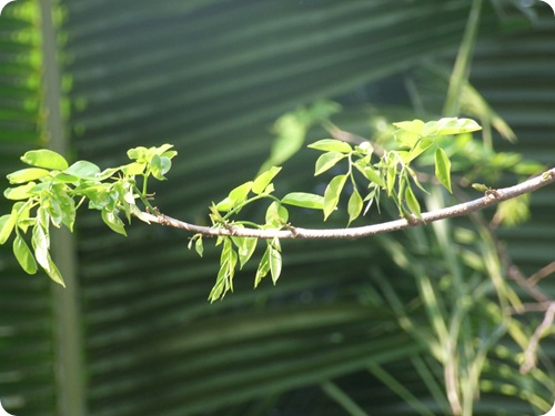 DSCF2731
