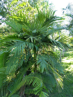 Pinanga scortechinii - Palmier de Scortechini