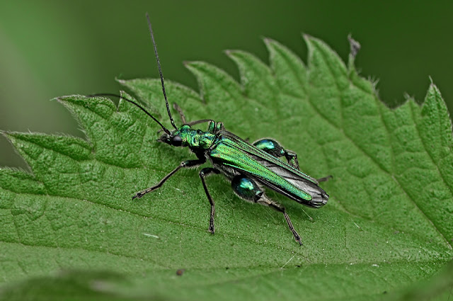 Oedemera nobilis the Thick-Legged Flower Beetle