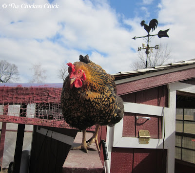 There is a way to teach chickens to roost inside the coop-  I refer to it as Coop Training.  Coop Training can be done chickens of any age but the younger, the better.